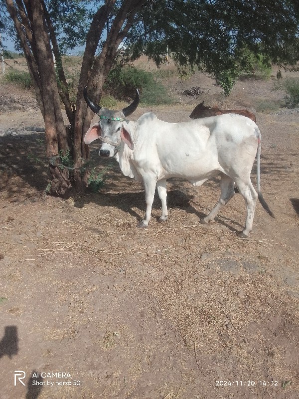 કાંકરેજ હોડકી ‌...