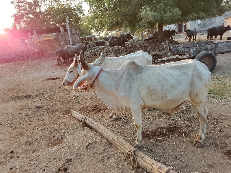 ગોઢલા વેશવાના શ...