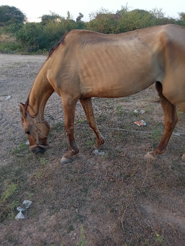 કાઠીયાવાડી ઘોડી...