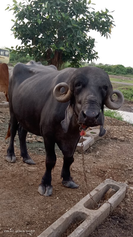 ભેંસ વેચવાની છે