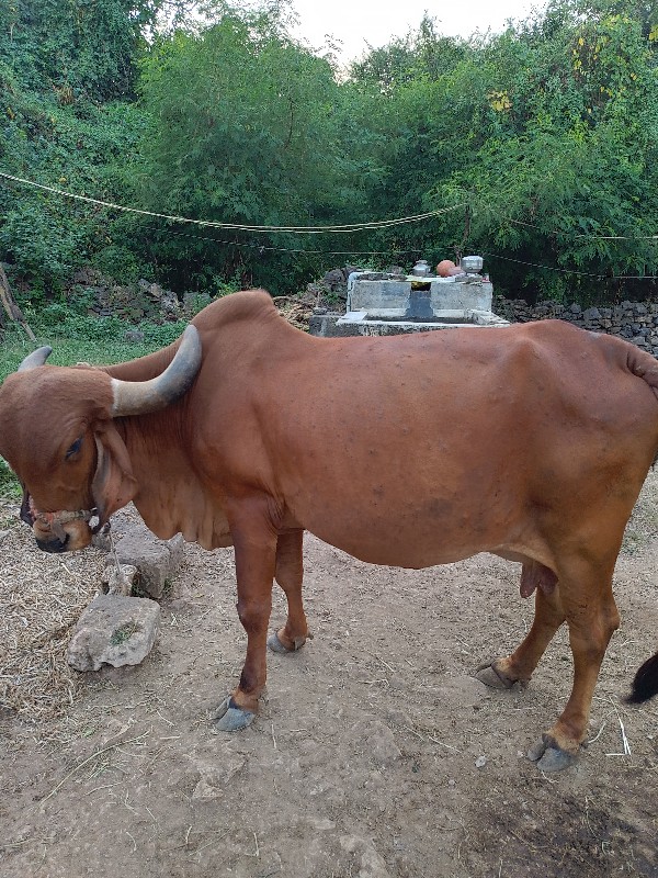 ગીર ગાય