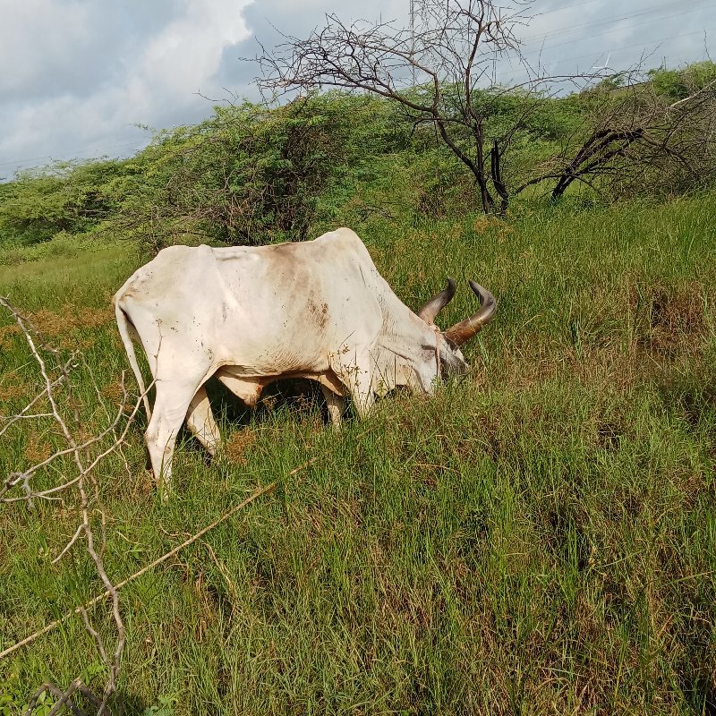 બળદ વેચવાનો છે