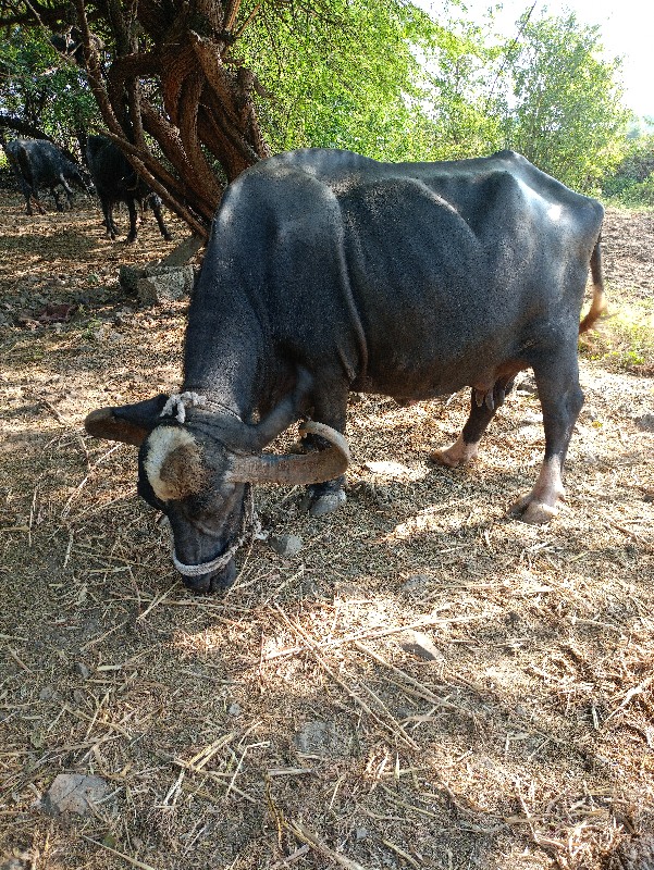 ભેંશ વેચવાની છે