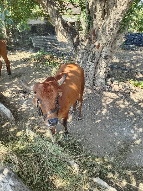 ગાય