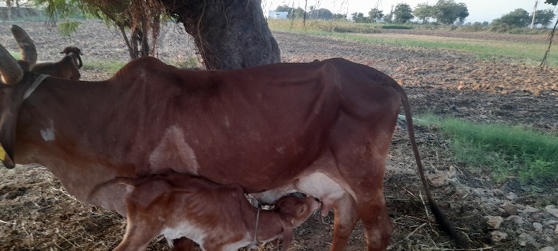 ગાયવેચવાનીછે4થુ...