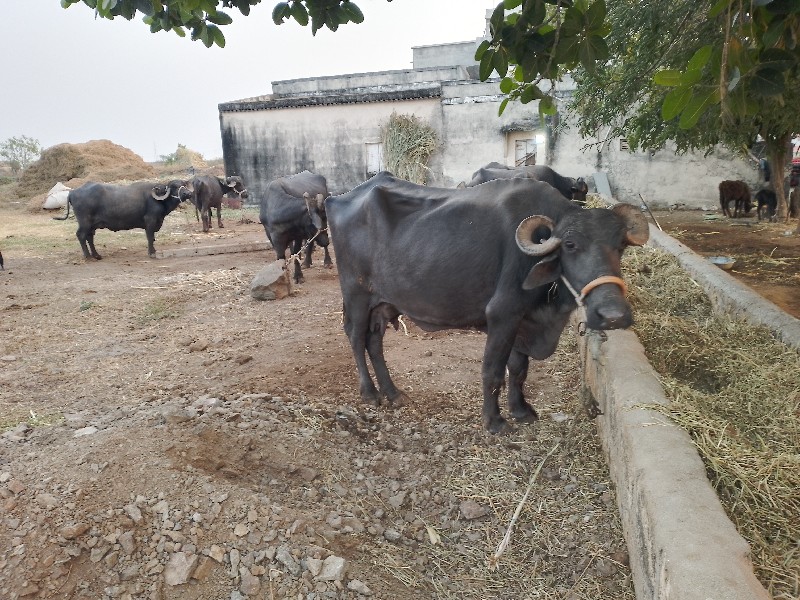 ભેસુ વેસવાની છે