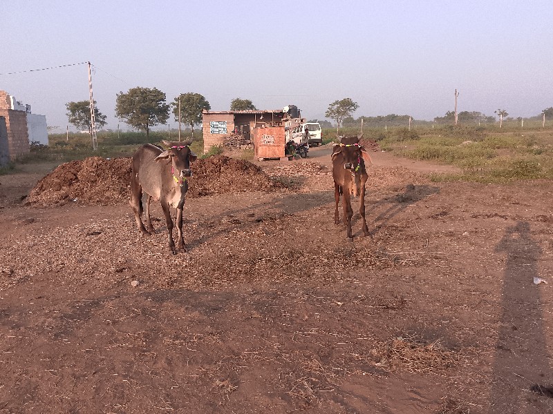 15000 રૂપિયા કિ...