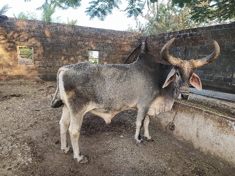 બળદ ૨ આપવાના છે