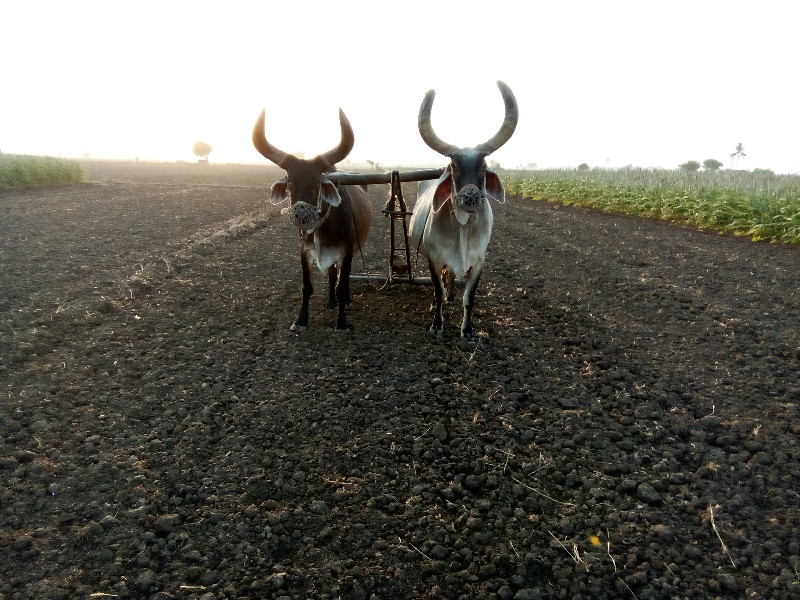 બળદ વેચવાના છે