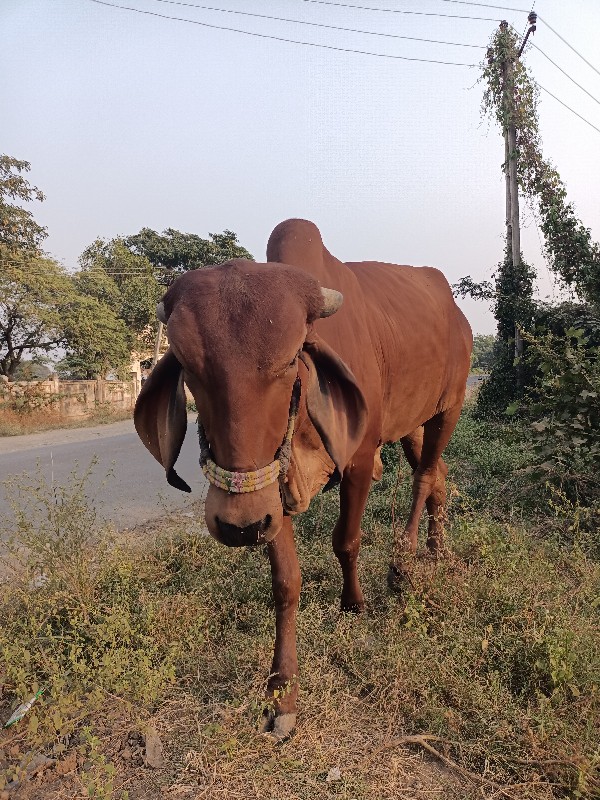 ગાય