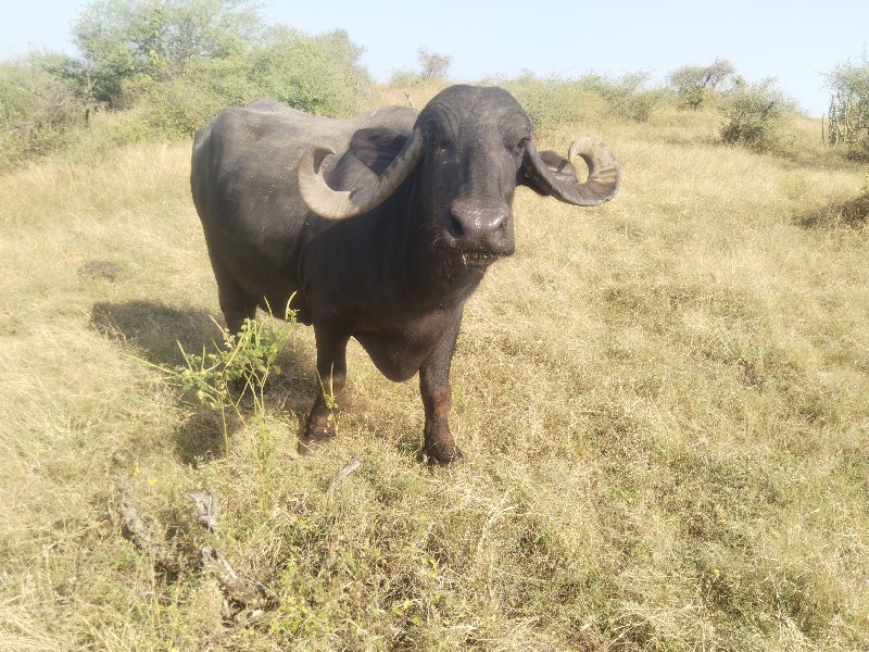 ભેંસ વેચવાની