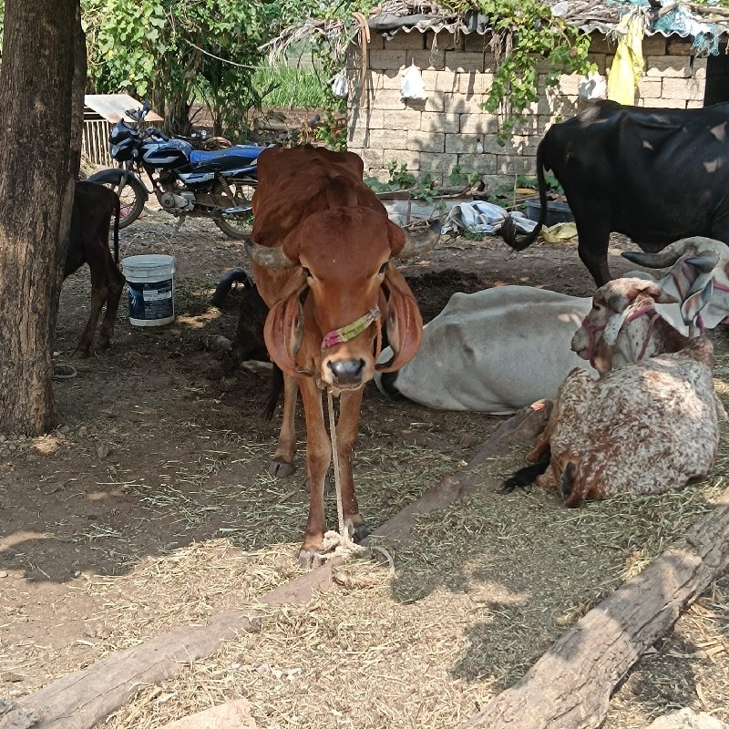 વેચવાની છે