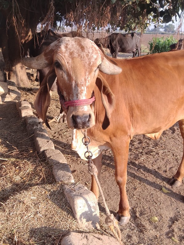 ગાય વેચવાની છે