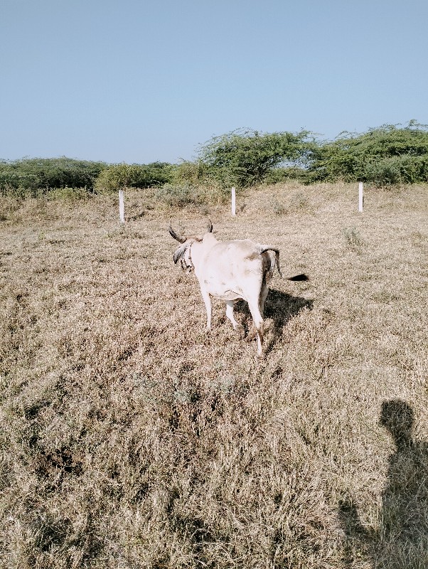 ગાય