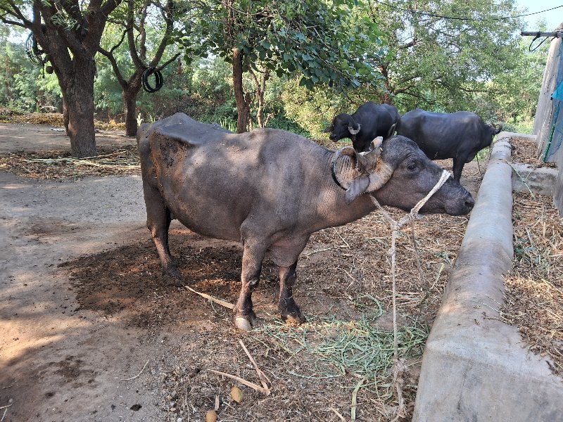 ભેસ વેશવાની છે...