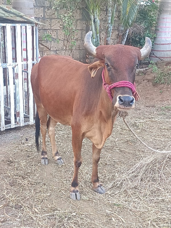 ગાય આપવાની છે