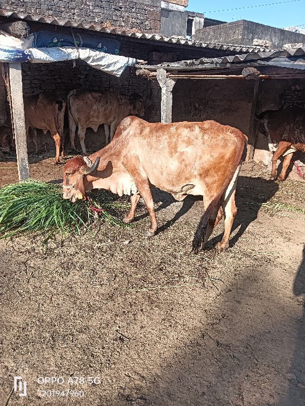 ગાય વેચવાની છે