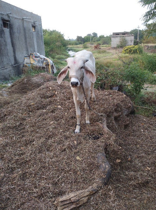 ગાય વેચવા નિ છે