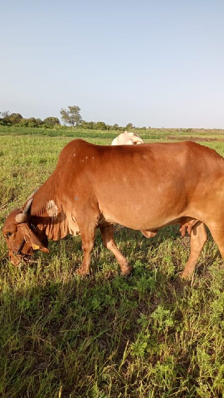 ગાય આપવાની છે.