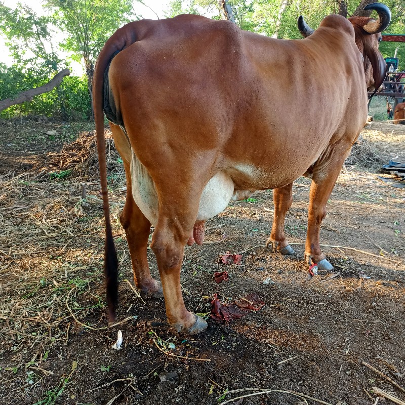 બીજુ વેતર ૮ લીટ...