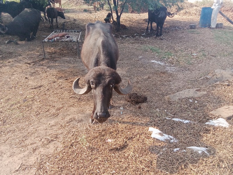 ખળેલી વેચવાની છ...