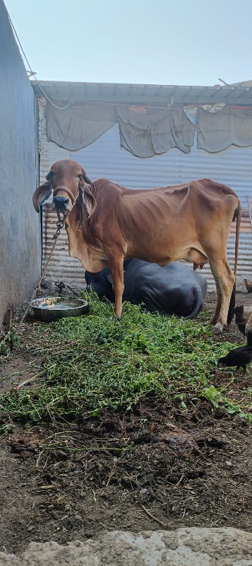 ગીર ગાય