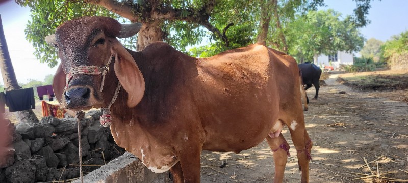 પેલુ વેતર વોડકુ...