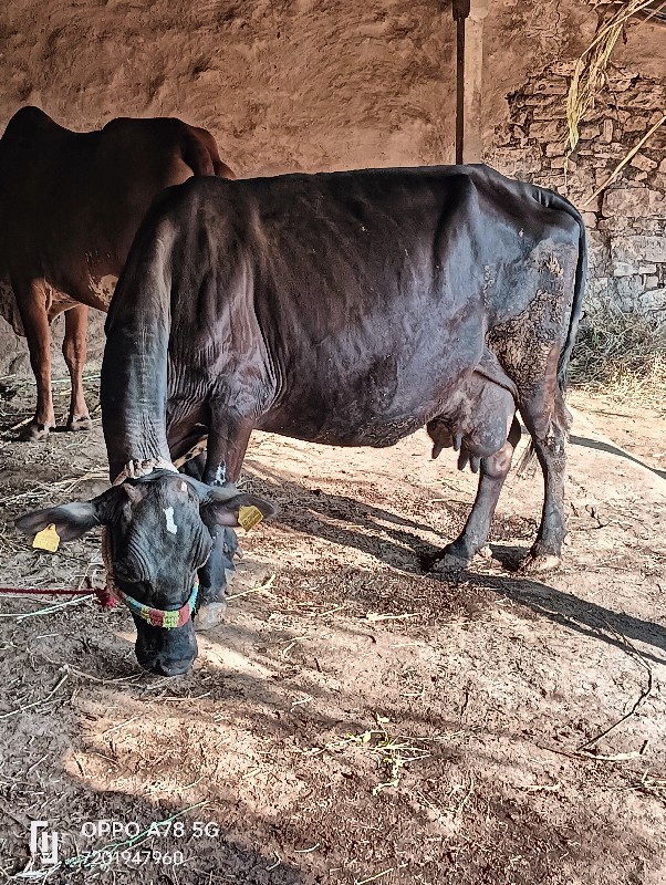 એસબ ગાય વેચવાની...