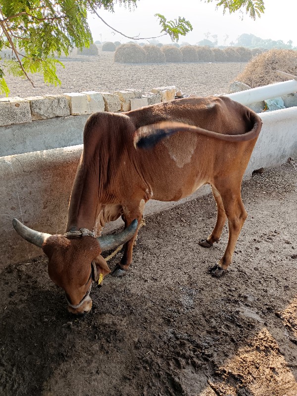 ગીર ગાય વેચવાની...