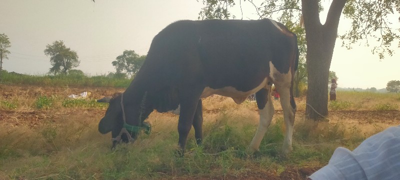 જરશી ઓડકી વેચવા...