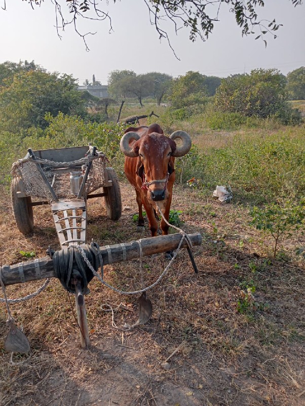 બળદ