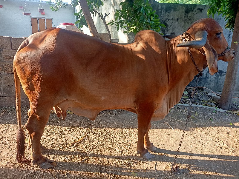 ગીર ગાય વેચવાની...