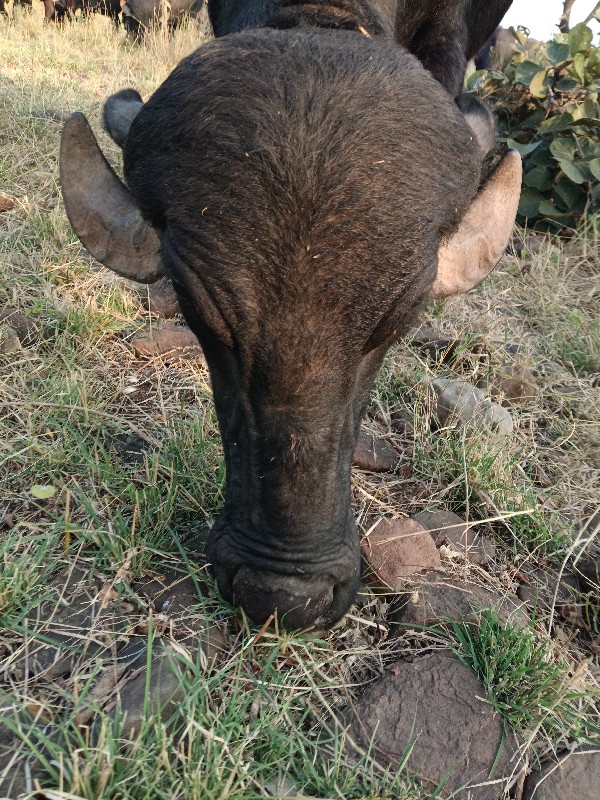 4 દાતે    અખંડ....