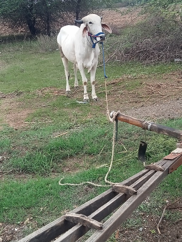 આ ગોઢલો લેવો છે