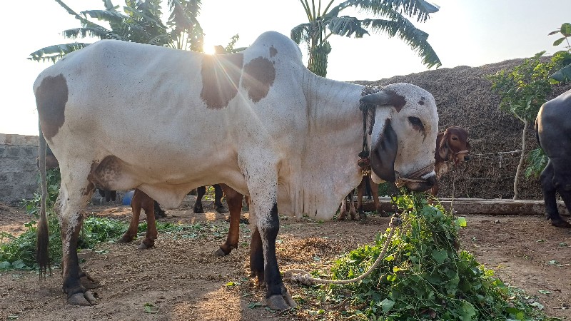 ગાય વેચવાની છે