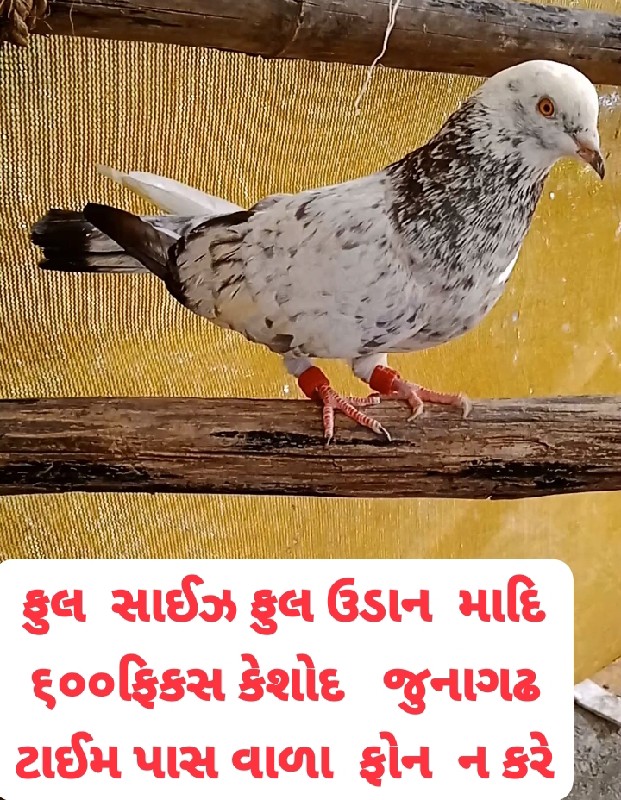 કબુતર  વેચવાના...