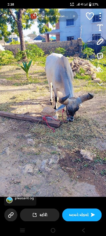 બળદ વેચવાના છે