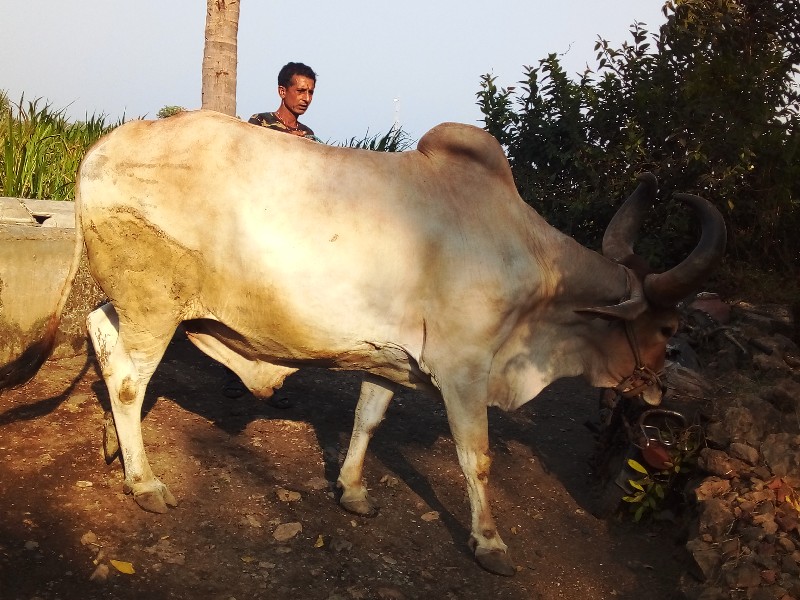 બરદ વેચવાનો છે.