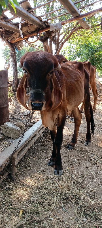 હોડકી   અને. ગા...