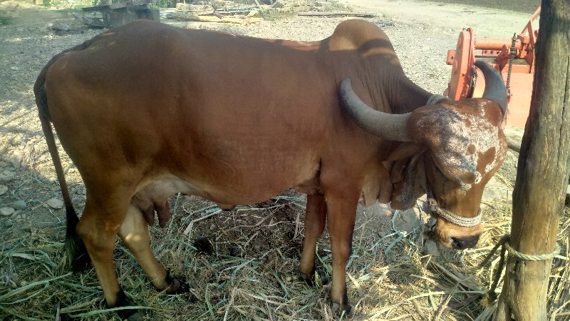 ગીર ગાય વેચવાની...