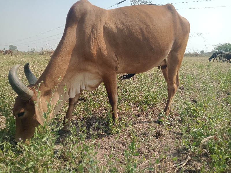 ગાય વેચવાની છે