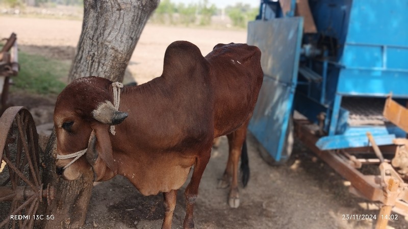 ગોઠલો