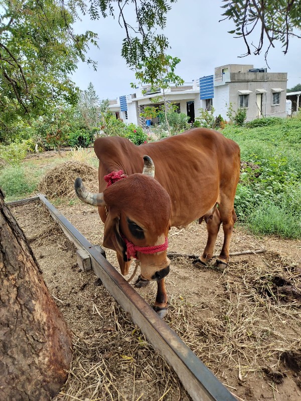 ગીર ગાય વેચવાની