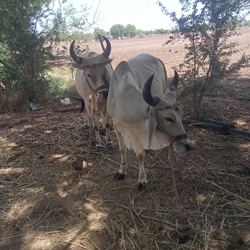 ગોદલા બળદ