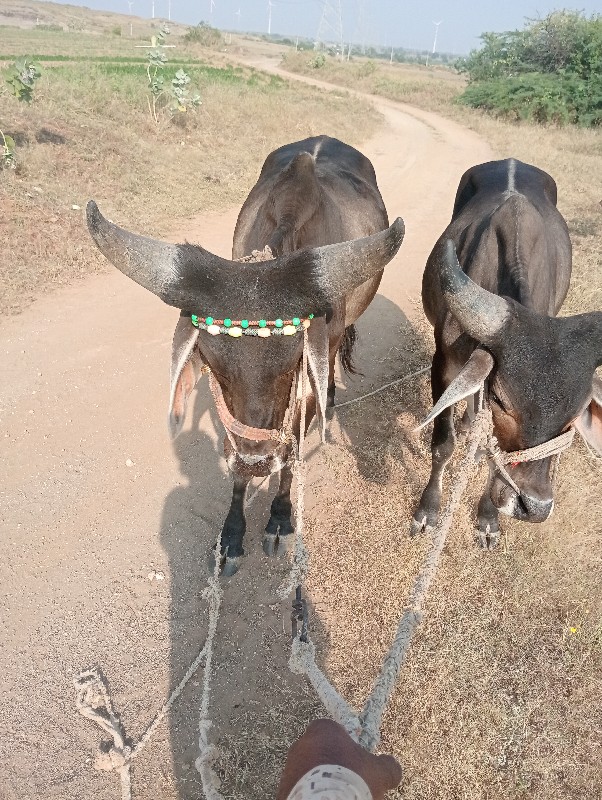 બળધ ગોઢલા વેસવા...