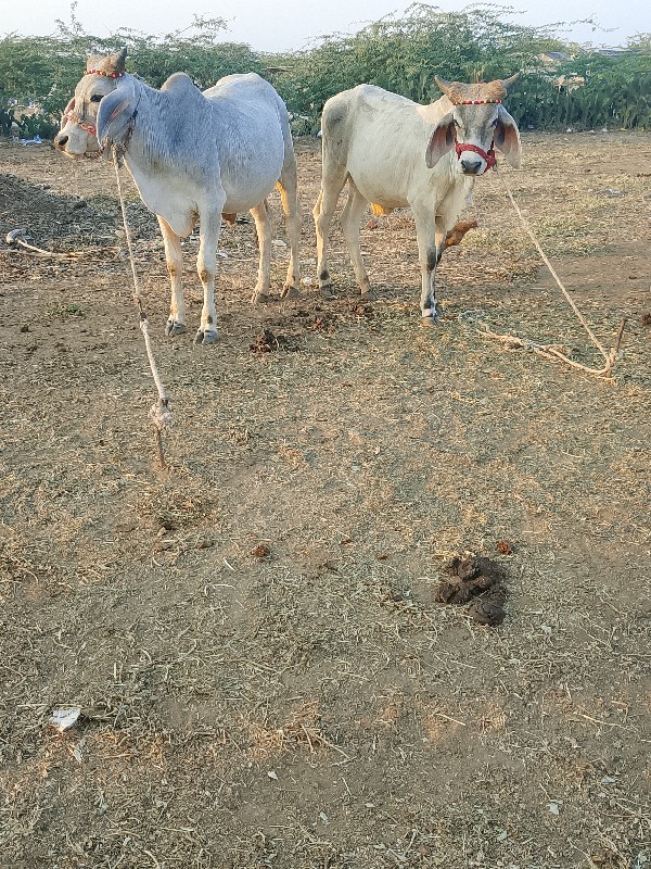 devbhumi Dwarka...