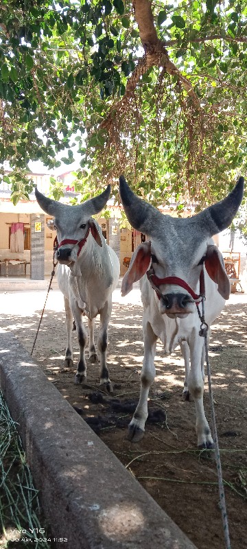 ગોધલા