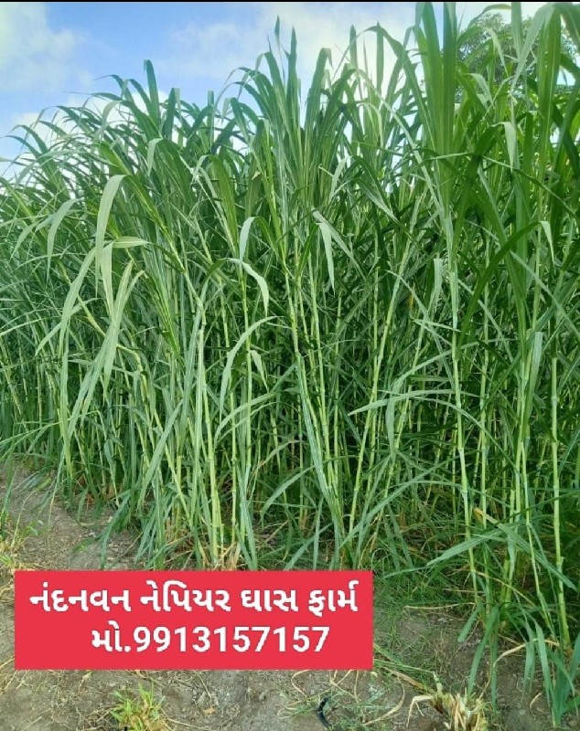 આખા ગુજરાત માં...