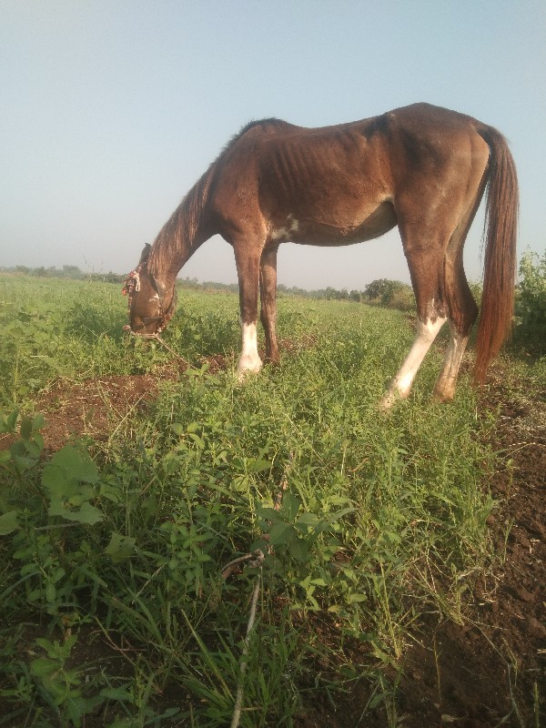 આ ઘોડીનું સાટુ...