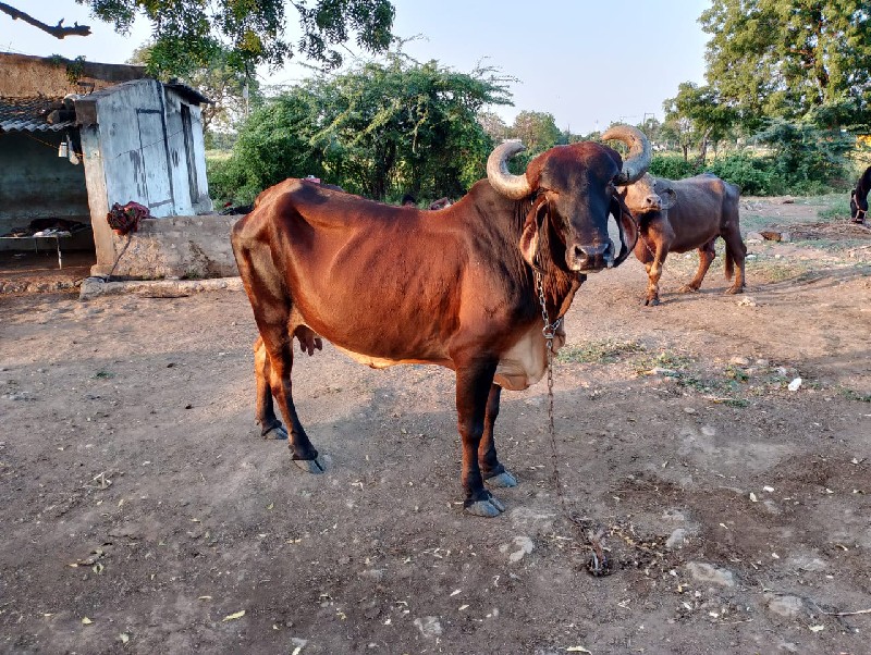 ગય આપવાની છે